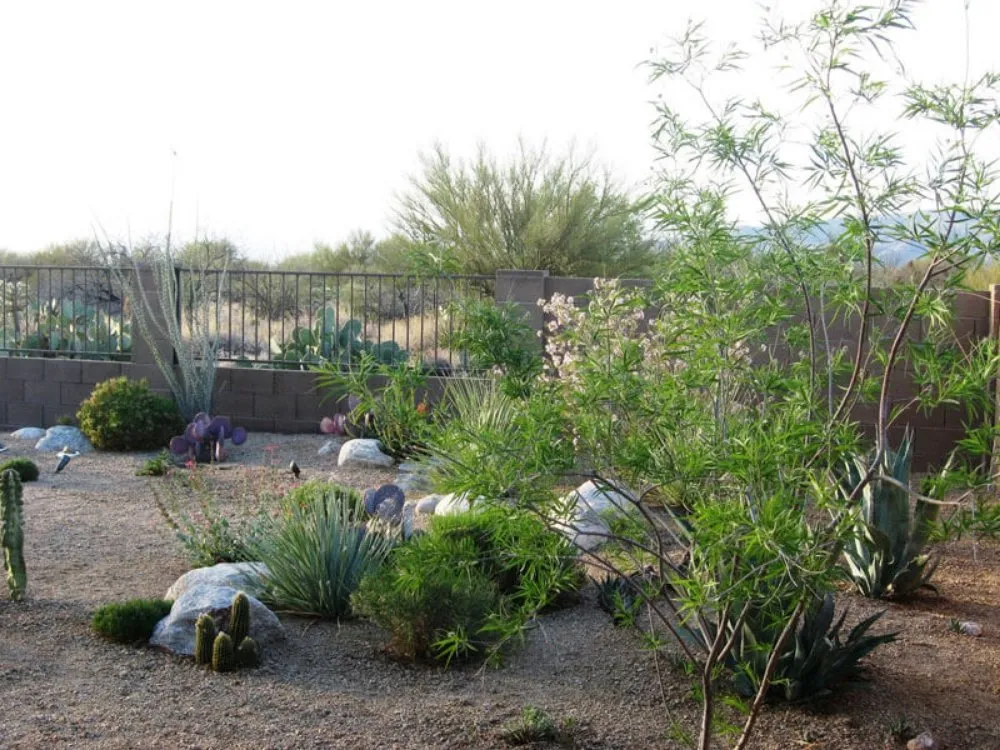 Professional garden landscaping in Tucson, AZ by Looks Good Landscaping & Environmental Designing