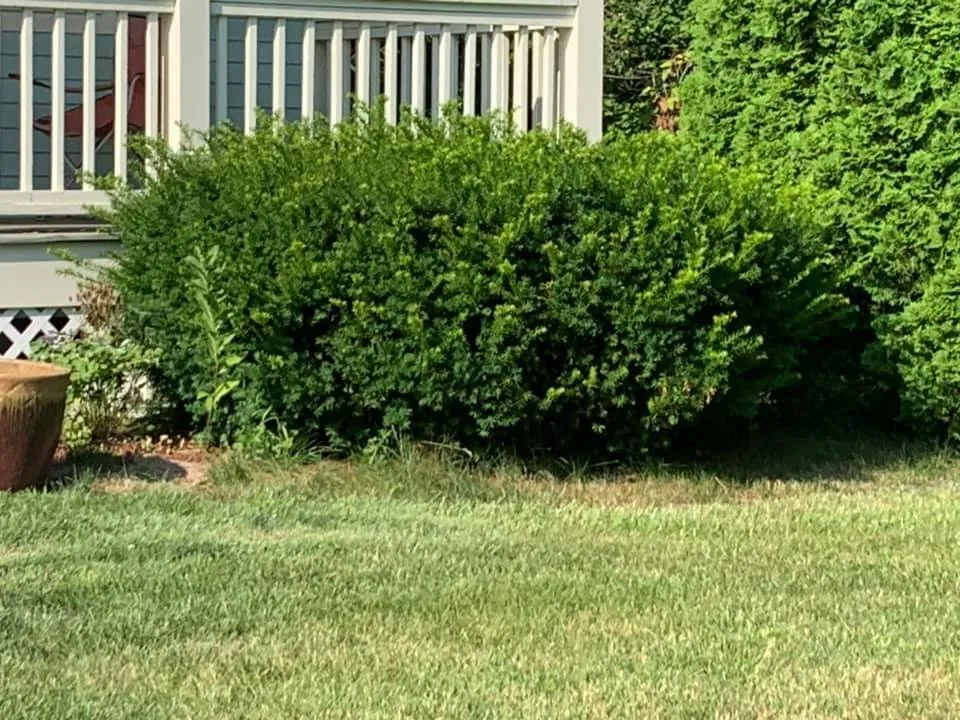 Expert yard cleanup service experts serving Haverhill, MA - Looks Good Landscaping