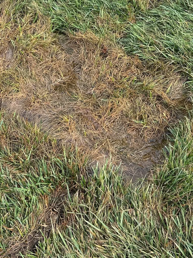 Custom landscaping services for outdoor upgrades in Huntsville, AL by Looks Matter Landscaping