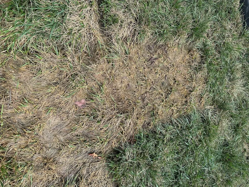 Trusted lawn care service experts serving Huntsville, AL - Looks Matter Landscaping