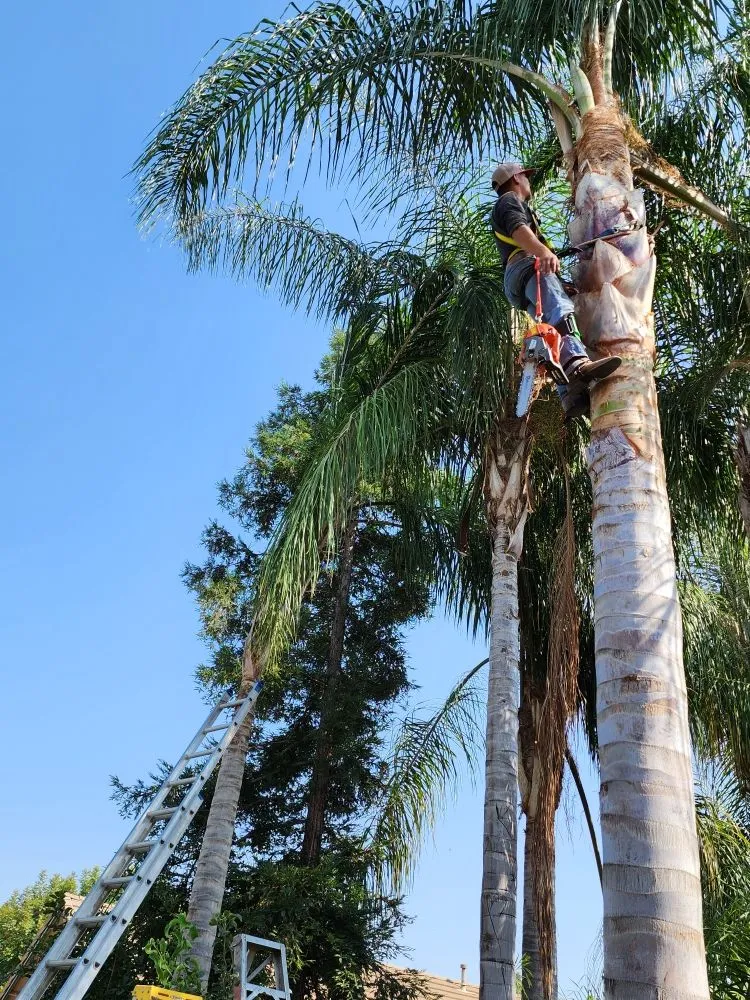 Top-rated residential landscaping experts serving Visalia, CA - Loopzan's Gardening & Landscaping