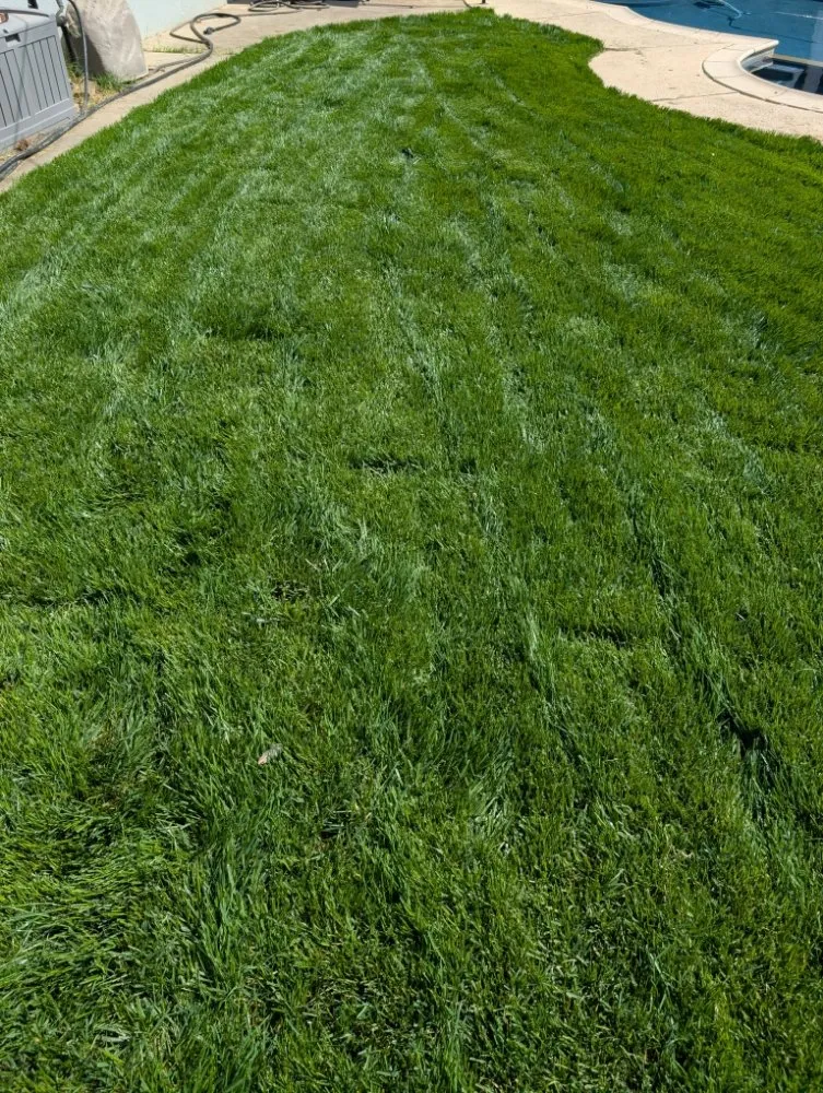 Trusted yard cleanup service for outdoor upgrades in Folsom, CA by Loose Dirt