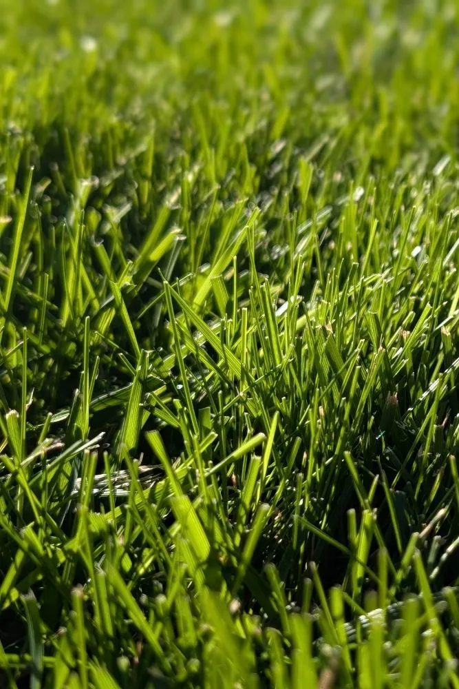 Professional yard maintenance in Folsom, CA - Loose Dirt