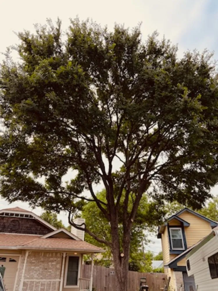 Professional landscaping services for beautiful yards in Del Valle, TX by Lopez & Son’s Landscaping Services