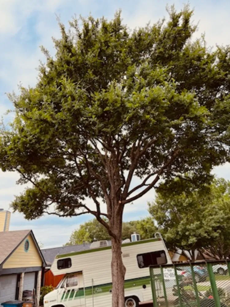 Professional lawn mowing service in Del Valle, TX - Lopez & Son’s Landscaping Services