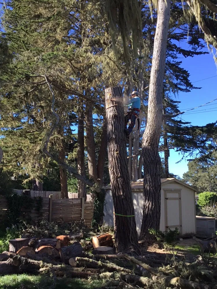 Expert lawn mowing service for homes across Salinas, CA - Lopez & Sons Tree Service and Landscaping