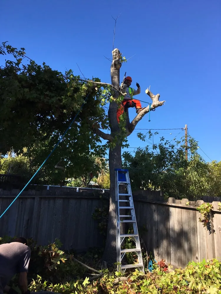 Professional garden landscaping in Salinas, CA by Lopez & Sons Tree Service and Landscaping