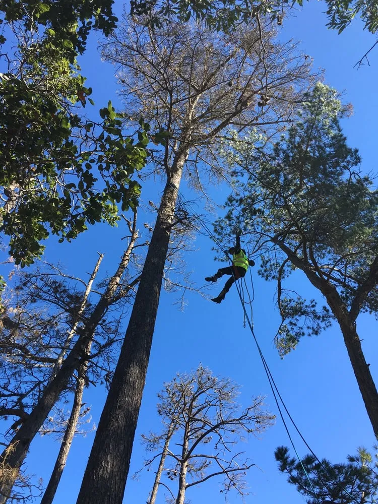 Custom yard cleanup service experts serving Salinas, CA - Lopez & Sons Tree Service and Landscaping