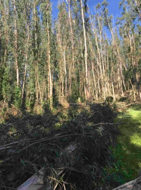 Reliable residential landscaping for beautiful yards in Salinas, CA by Lopez & Sons Tree Service and Landscaping