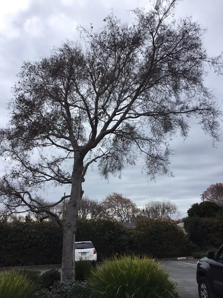 Top-rated yard maintenance in Salinas, CA - Lopez & Sons Tree Service and Landscaping