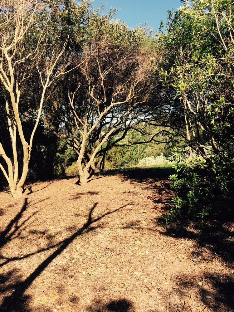 Local yard cleanup service in Salinas, CA - Lopez & Sons Tree Service and Landscaping