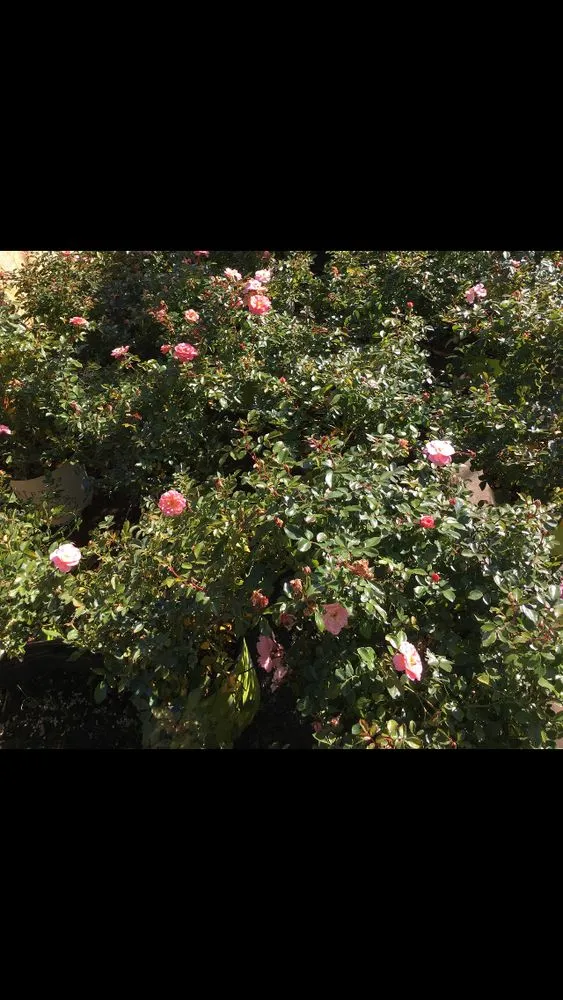 Professional landscaping services experts serving Pennington, NJ - Lopez Aparicio Landscaping