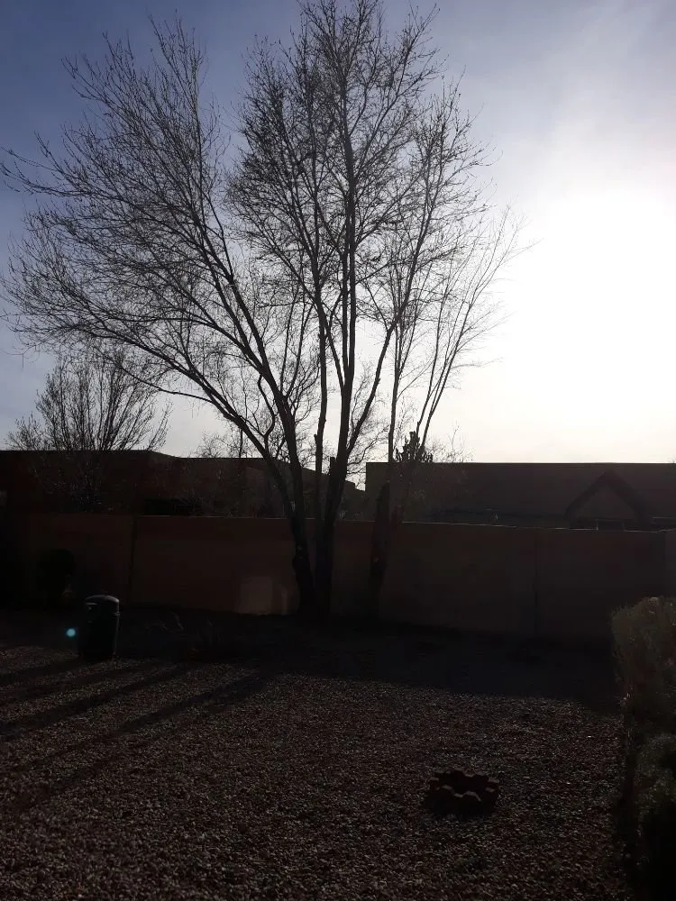 Trusted yard cleanup service for outdoor upgrades across Albuquerque, NM - Lopez Cares Landscaping & Landscape Maintenance