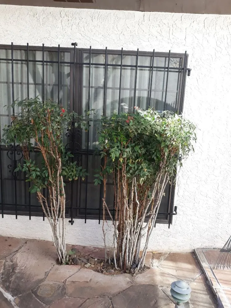 Professional residential landscaping for homes in Albuquerque, NM by Lopez Cares Landscaping & Landscape Maintenance