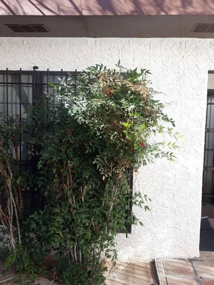 Trusted garden landscaping experts serving Albuquerque, NM - Lopez Cares Landscaping & Landscape Maintenance