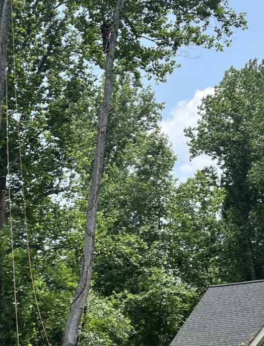 Trusted lawn mowing service in Charlottesville, VA by Lopez Garden Multi-Services