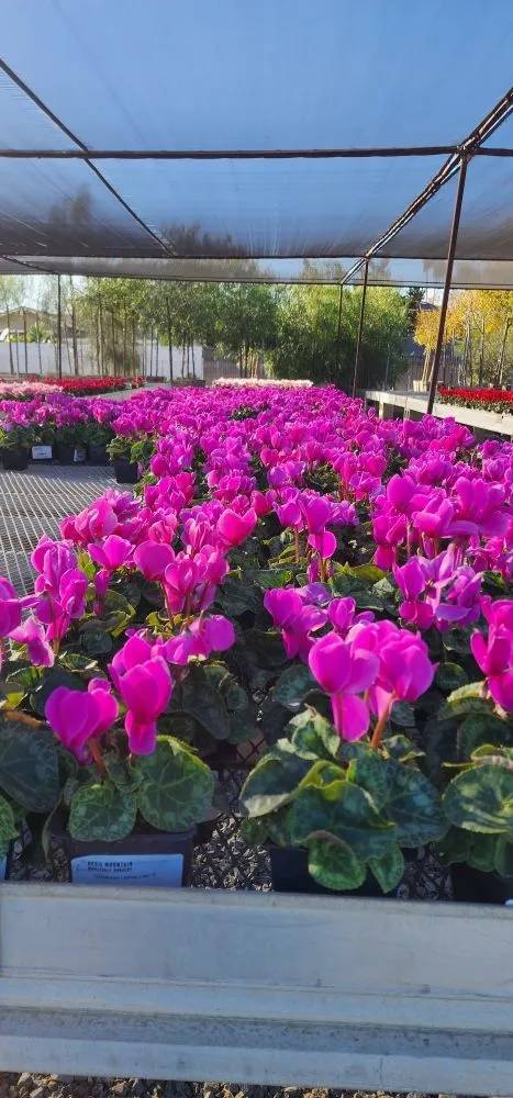 Local yard cleanup service experts serving Costa Mesa, CA - Lopez Garden Services