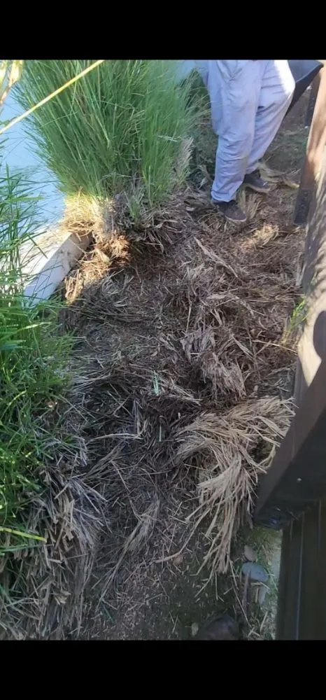 Local outdoor landscaping for beautiful yards in Costa Mesa, CA by Lopez Garden Services