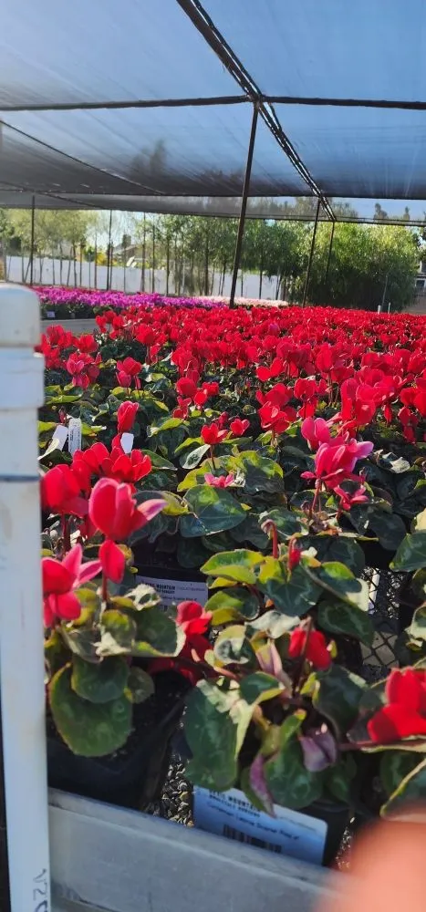 Local lawn mowing service with custom design across Costa Mesa, CA - Lopez Garden Services