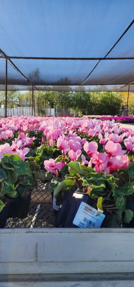 Reliable residential landscaping for beautiful yards in Costa Mesa, CA by Lopez Garden Services