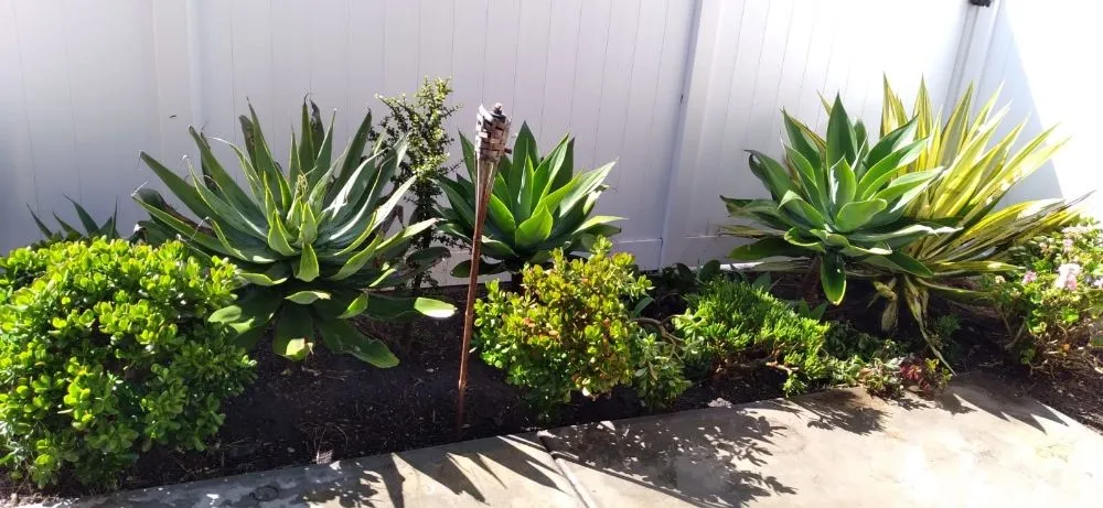 Expert lawn care service with custom design in Costa Mesa, CA by Lopez Garden Services