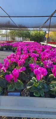 Lopez Garden Services Logo