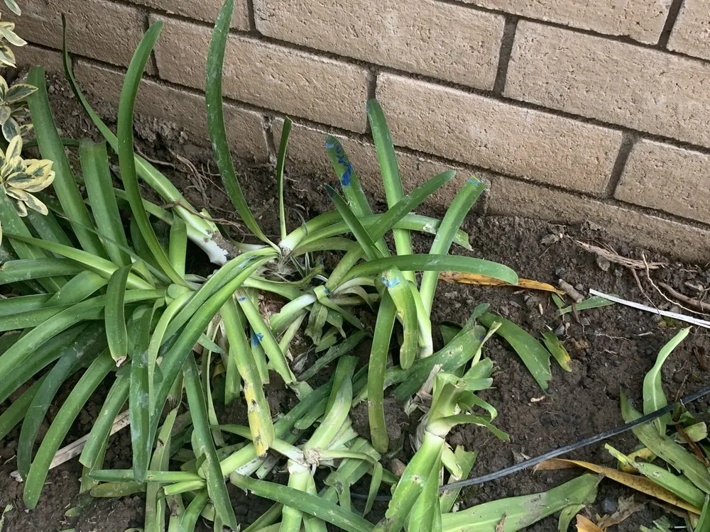 Affordable landscaping services experts serving Pomona, CA - Lopez Gardening & Landscape