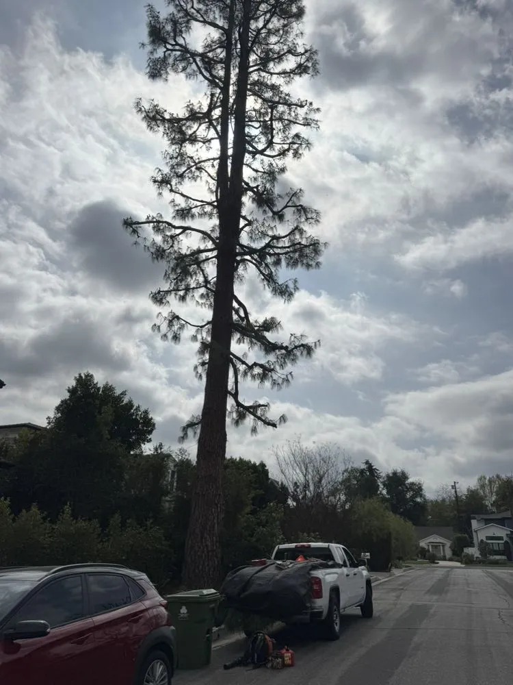 Local residential landscaping experts serving Los Angeles, CA - Lopez Gardening And Tree Service