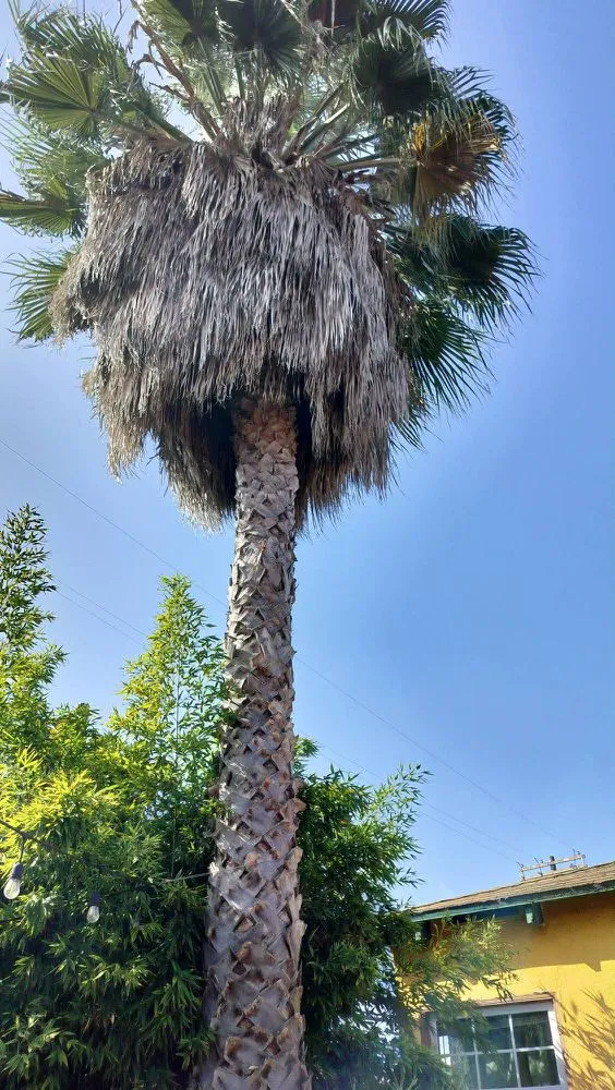 Affordable landscaping services experts serving Los Angeles, CA - Lopez Gardening And Tree Service