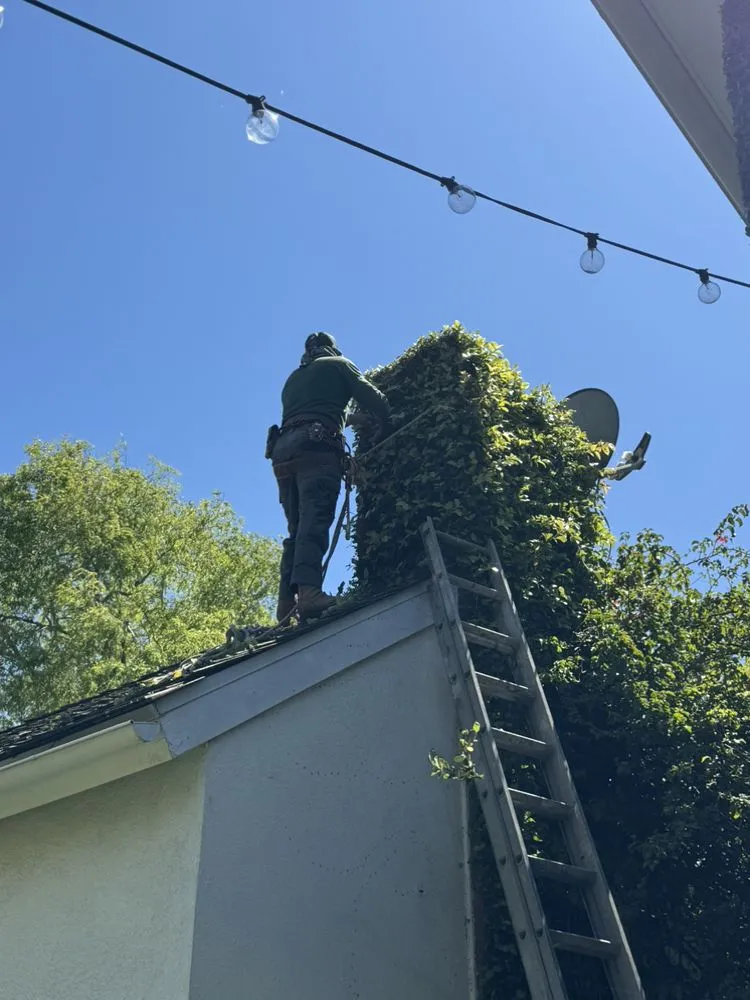 Top-rated outdoor landscaping in Los Angeles, CA by Lopez Gardening And Tree Service