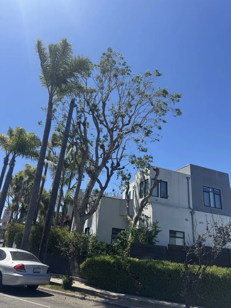 Top-rated residential landscaping in Los Angeles, CA - Lopez Gardening And Tree Service