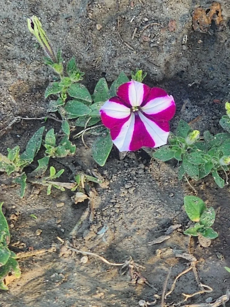 Professional landscape design near you in Whittier, CA by Lopez Gardening Services