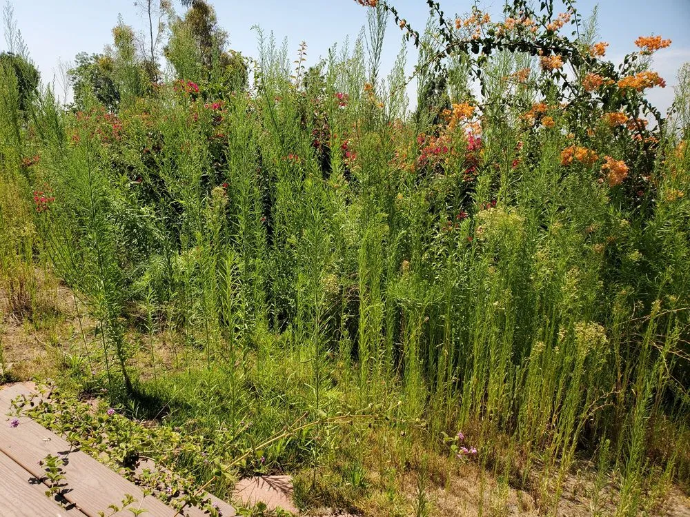 Top-rated landscape installation in Whittier, CA by Lopez Gardening Services