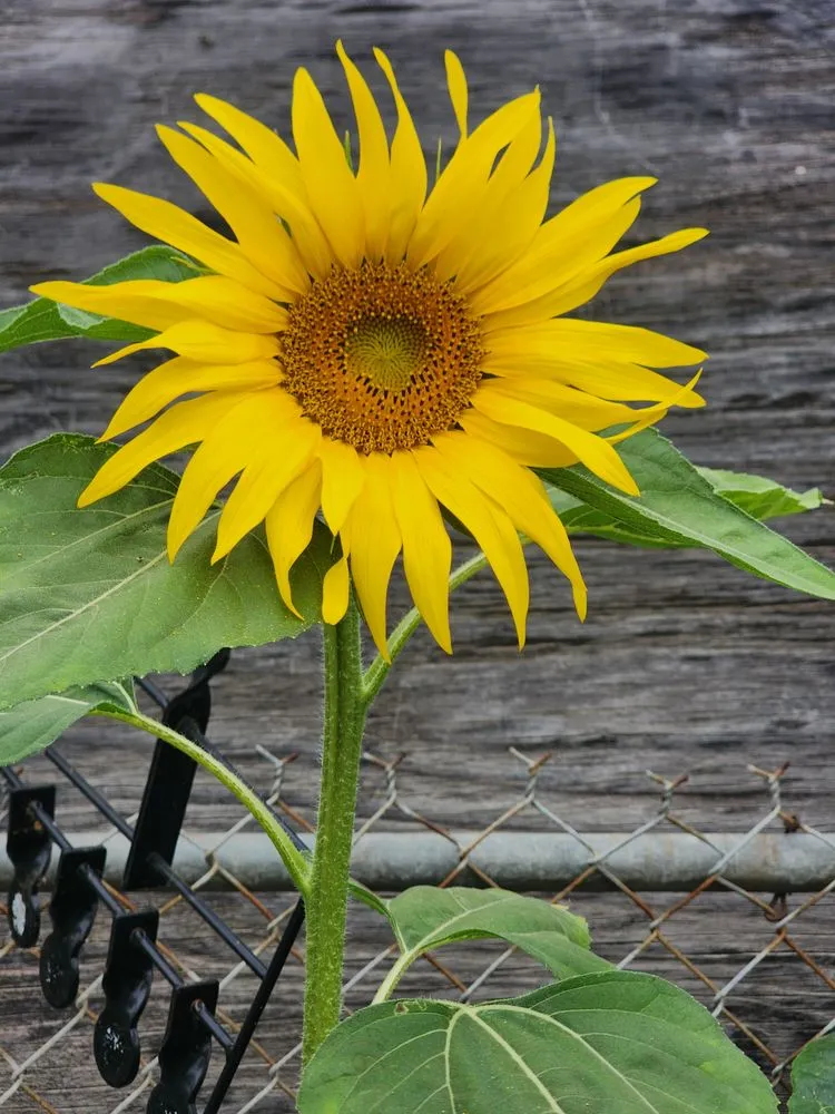 Reliable yard maintenance for residential properties across Whittier, CA - Lopez Gardening Services