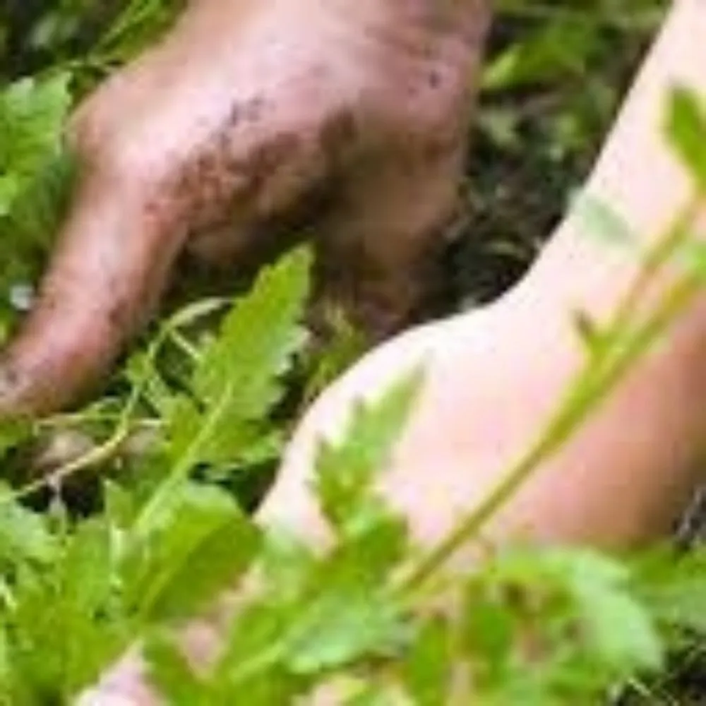 Professional garden landscaping near you across Whittier, CA - Lopez Gardening Services