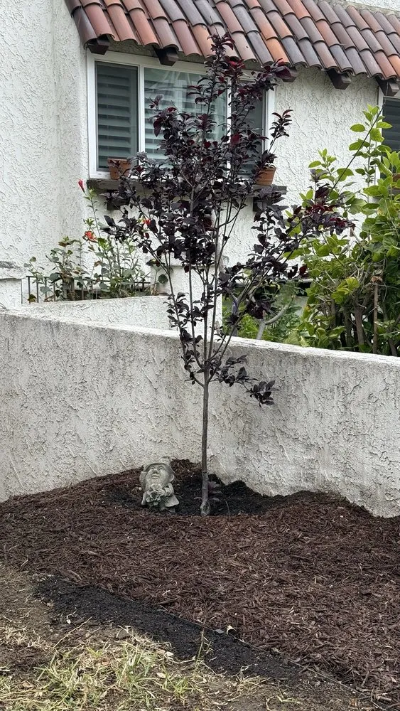 Trusted landscape installation for outdoor upgrades across Whittier, CA - Lopez Gardening Services