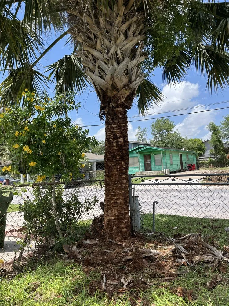 Expert yard maintenance experts serving Brownsville, TX - Lopez Green Tree And Palms Services