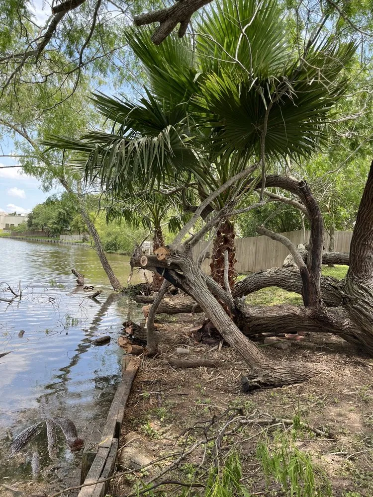 Top-rated garden landscaping in Brownsville, TX - Lopez Green Tree And Palms Services