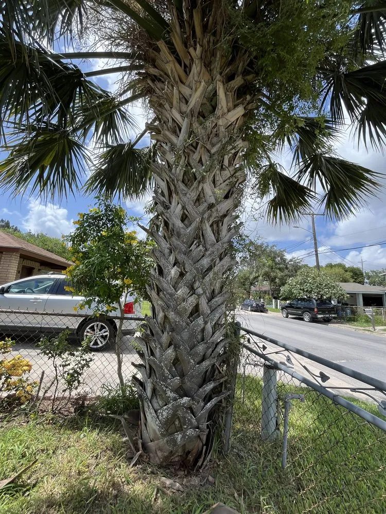 Top-rated landscape design for outdoor upgrades in Brownsville, TX by Lopez Green Tree And Palms Services