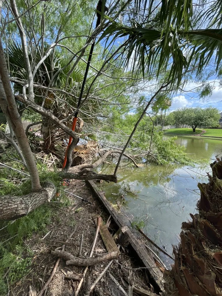Affordable yard cleanup service in Brownsville, TX - Lopez Green Tree And Palms Services