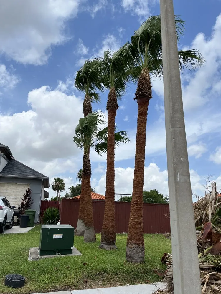 Trusted lawn mowing service in Brownsville, TX by Lopez Green Tree And Palms Services