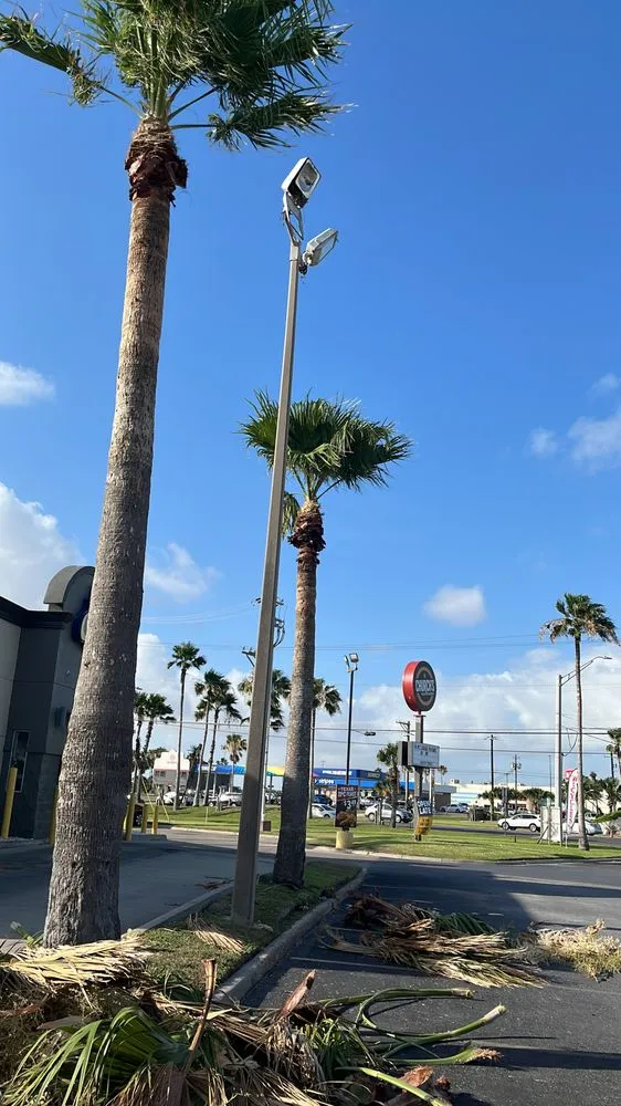 Reliable residential landscaping experts serving Brownsville, TX - Lopez Green Tree And Palms Services