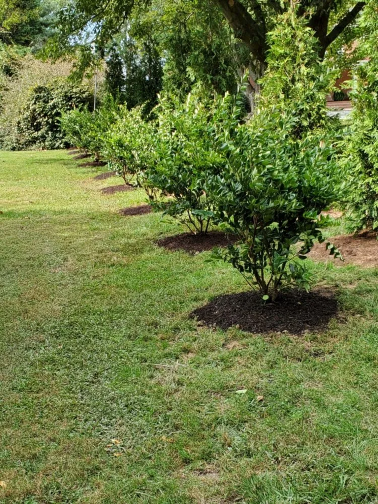 Trusted landscape installation for year-round maintenance in Preston, MD by Lopez Landcare