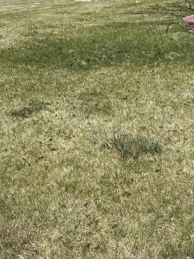 Professional lawn mowing service for outdoor upgrades across Thornton, CO - Lopez Landscape & Concrete