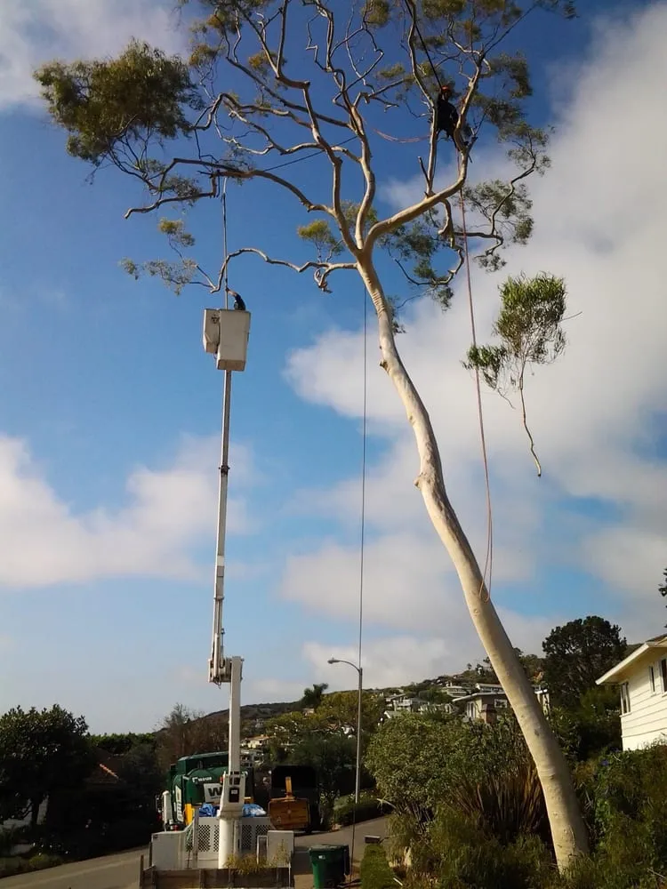 Professional outdoor landscaping in Garden Grove, CA by Lopez Landscape & Tree Care