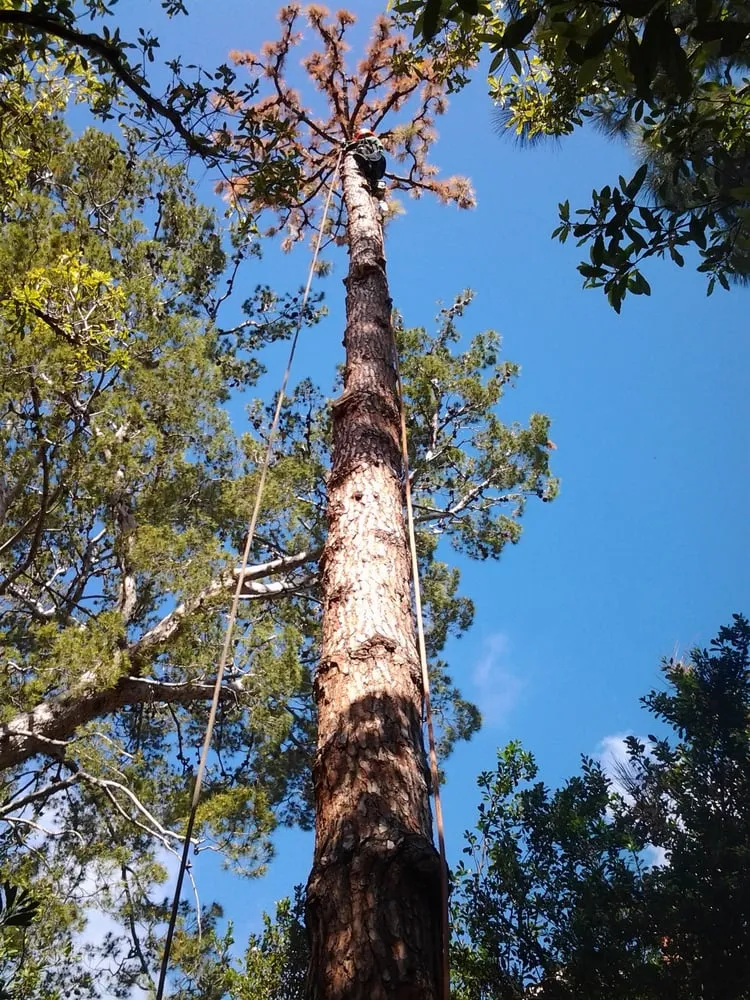 Professional garden landscaping in Garden Grove, CA - Lopez Landscape & Tree Care