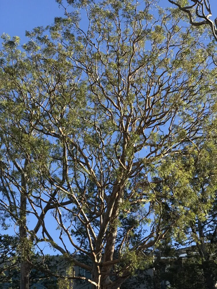 Top-rated residential landscaping for year-round maintenance across Garden Grove, CA - Lopez Landscape & Tree Care