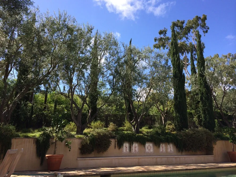 Expert yard cleanup service for outdoor upgrades in Garden Grove, CA by Lopez Landscape & Tree Care