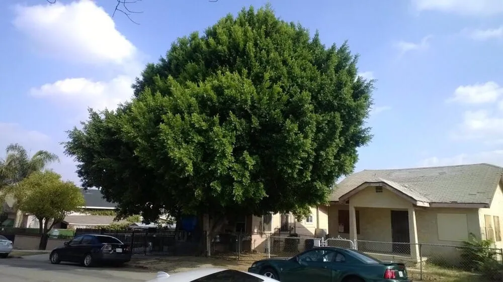 Professional landscape installation experts serving Garden Grove, CA - Lopez Landscape & Tree Care