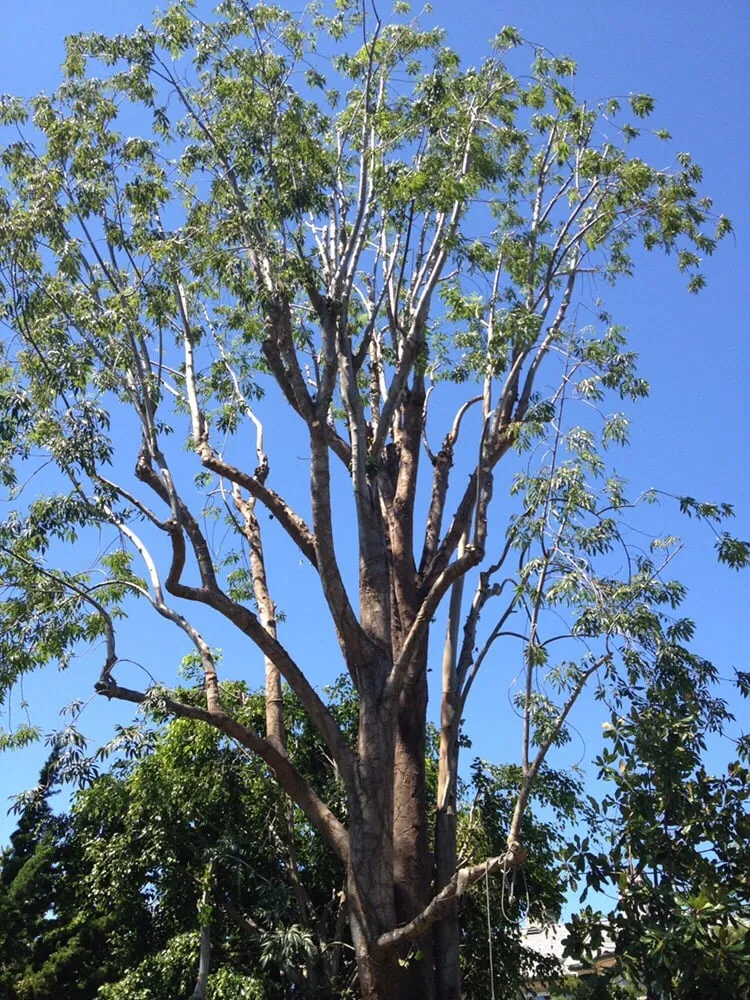 Expert residential landscaping experts serving Garden Grove, CA - Lopez Landscape & Tree Care